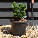 Pinus mugo 'Jakobsen' - Height 20-30cm - Width 30cm - 11lt