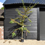 Cotoneaster 'Cornubia' - 170-270cm, 25lt