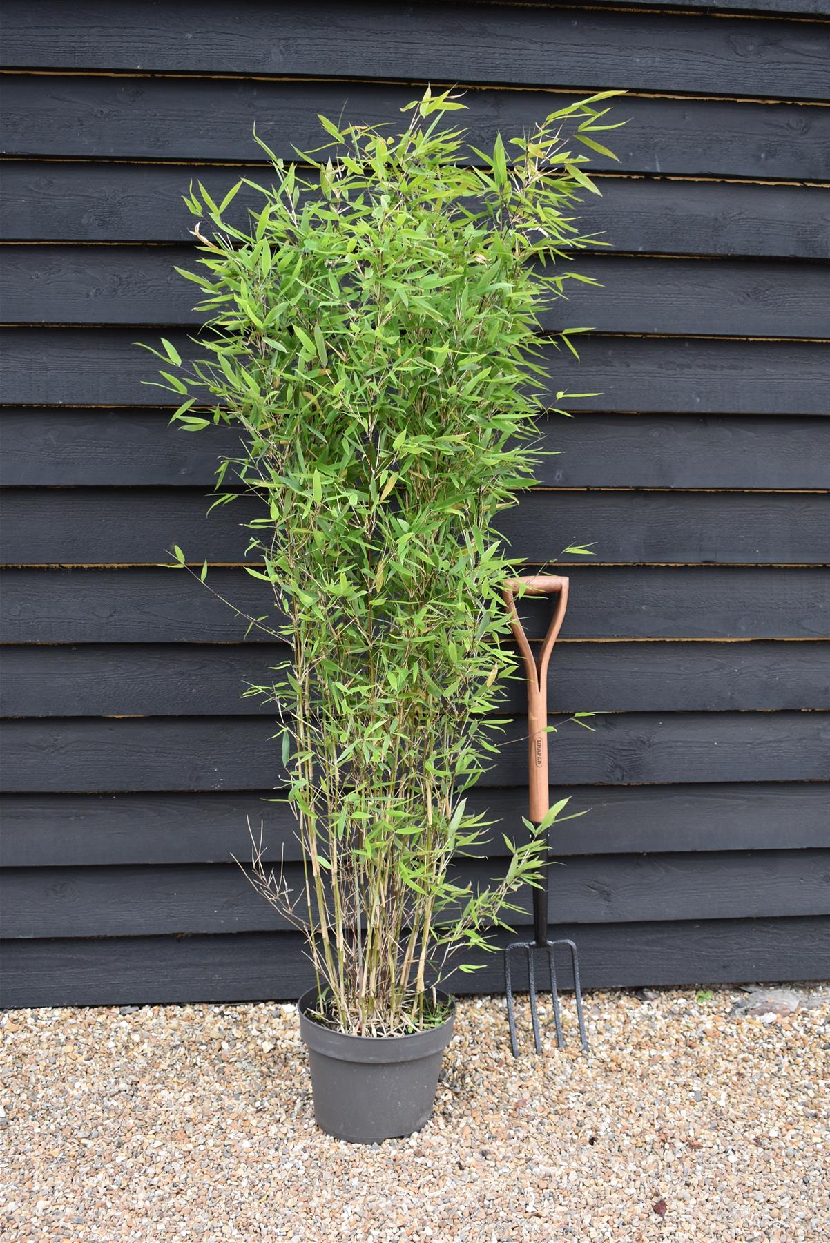 Fargesia Nitida Winter Joy Chinese Fountain Bamboo Winter Joy 1 fargesia-nitida-winter-joy-chinese-fountain-bamboo-winter-joy-1