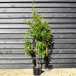 Water Oak | Quercus nigra - Height 150-180cm - Pot Grown - 10lt