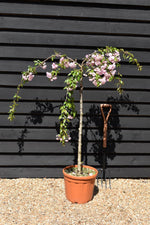 Prunus 'Kiku-shidare-zakura' | Japanese Weeping Cherry - Girth 10-12cm - 130-190cm - 25lt
