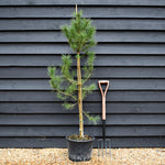Pinus contorta - Lodgepole Pine - Height 150-200cm - 20lt