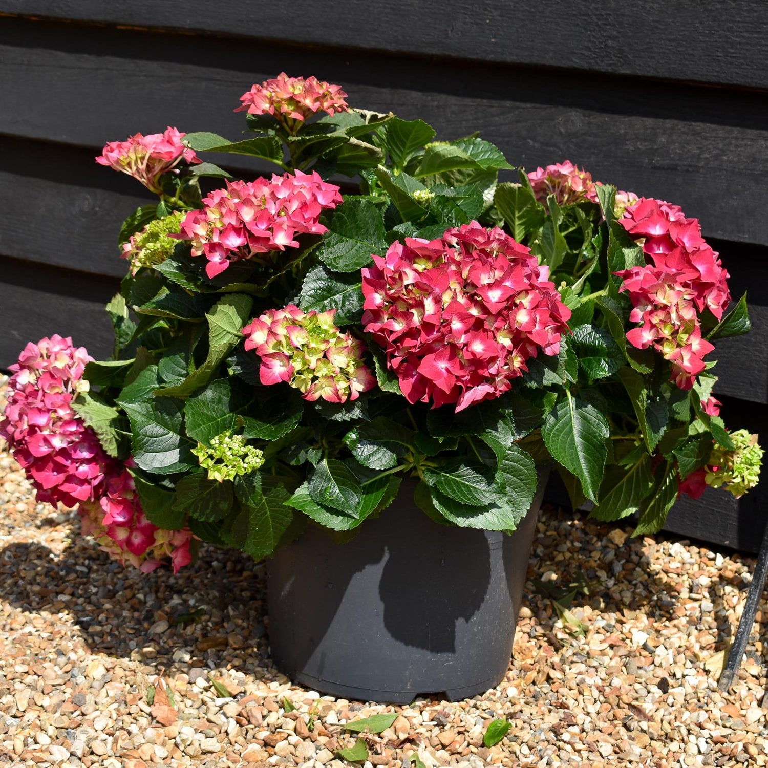 Hydrangea Original Mophead - Red | Red Hydrangea Height 30-40cm - Width 50cm - 12lt