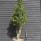 Camellia sasanqua - Multistem - Large Shrub - Height 250-270cm - 180lt