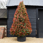 Photinia Red Robin | Christmas berry 'Little Red Robin' - Cone - Height 400-450cm - 375lt