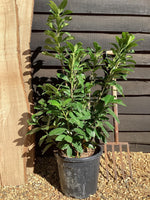 Cherry Laurel ‘Novita’ - 180-190cm, 20lt