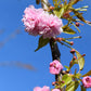 Prunus Kiku Shidare Zakura | Weeping Oriental Cherry - Girth 20cm - 350cm - 160lt