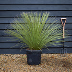 Dasylirion longissimum | Mexican Grass Tree - Height 90-130cm - 25lt