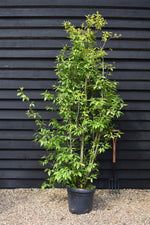 Calycanthus | Carolina Allspice - Large Shrub - Height 180-200cm Width 120-130cm - 30lt