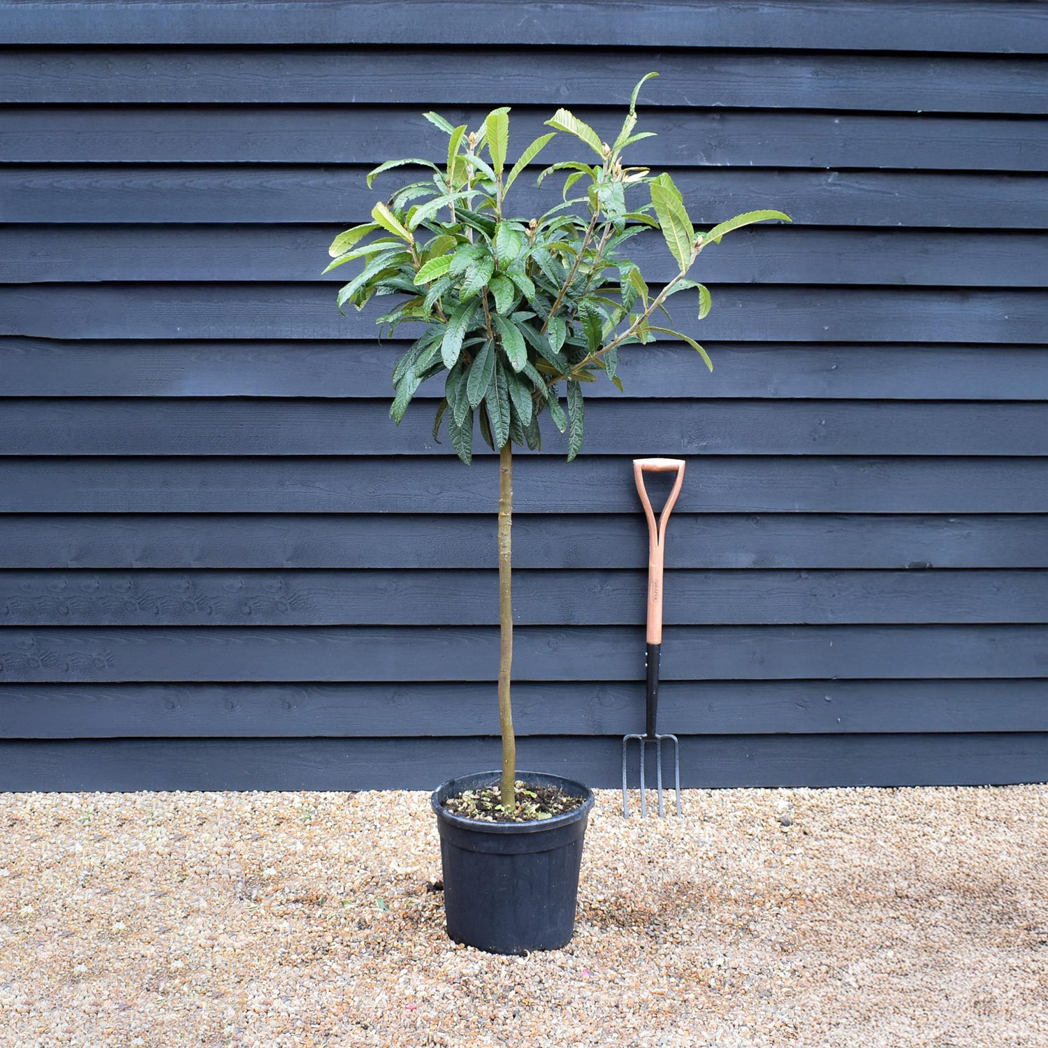 Eriobotrya japonica Tree | Loquat - Clear Stem 90cm - Girth 08-10cm - Height 130-160cm - 15-25lt