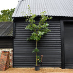 Red Oak | Quercus Rubra - Established - Girth 6-8cm - Height 250-310cm - 20lt
