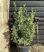 Euonymus Japonicus 'Bravo' - 100/150cm, 20lt