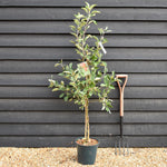 Apple tree 'James Grieve' | Malus domestica - M26 - Semi-Dwarfing - Height 150-160cm - 12lt