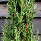 Cupressus sempervirens | Italian Cypress - Height 60-80cm - 5lt
