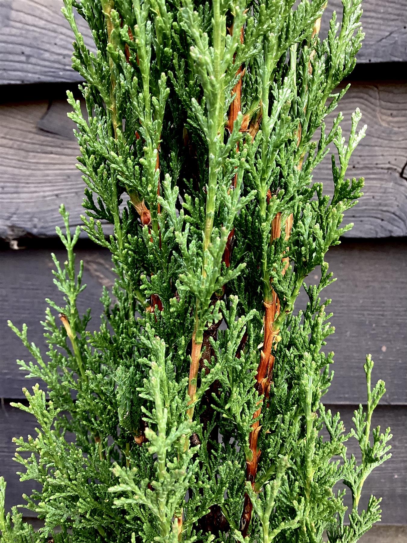 Cupressus sempervirens | Italian Cypress - Height 60-80cm - 5lt