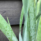 Iris Snake Lily -- 40/60cm, 5lt