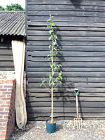 Betula utilis Grayswood Ghost 1/2 std Clear Stem | Himalayan birch 'Grayswood Ghost' - 180-200cm, 15lt