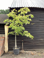 Tilia tomentosa | Silver Lime - 300-320cm, 60lt