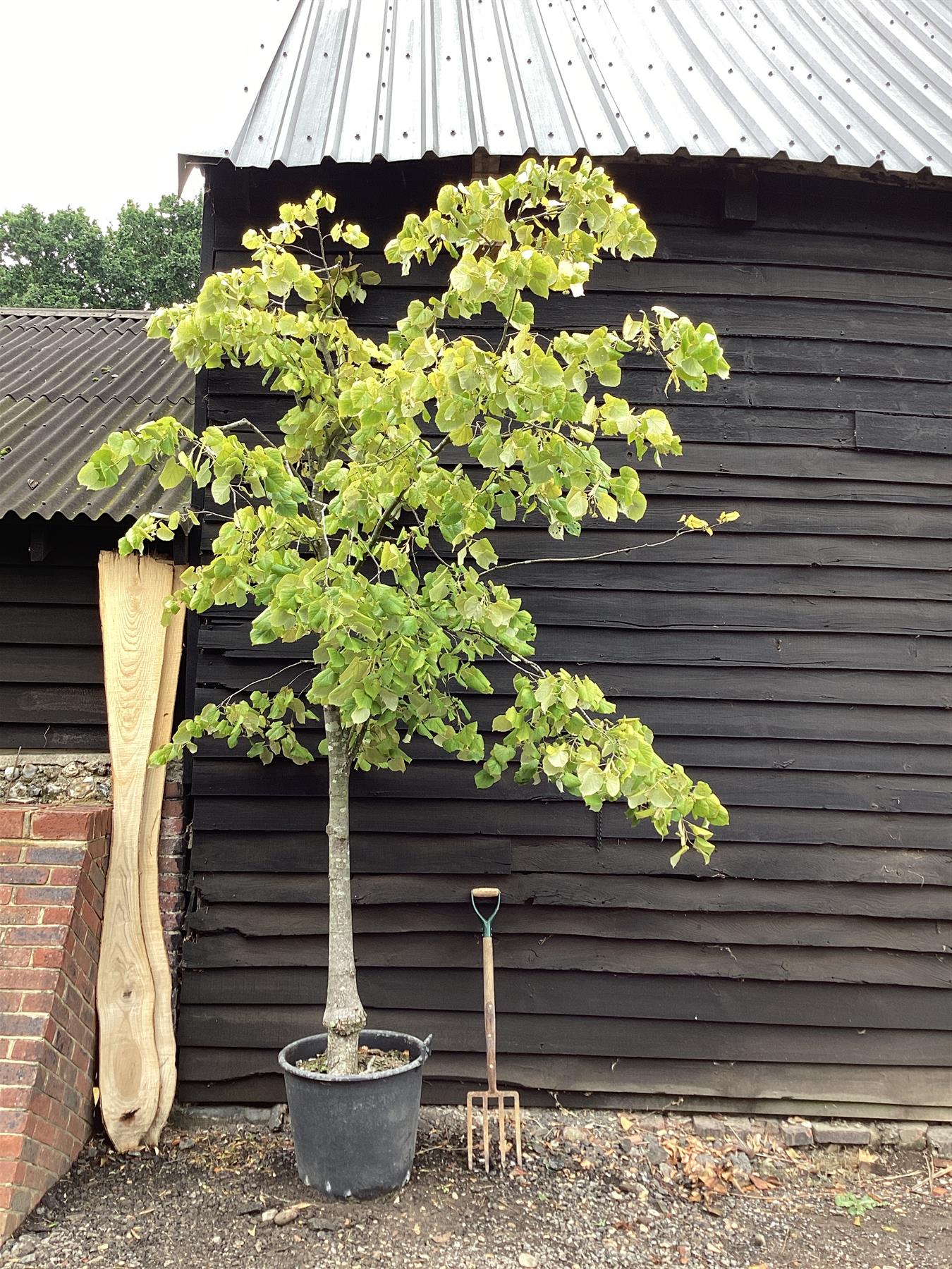 Tilia tomentosa | Silver Lime - 300-320cm, 60lt