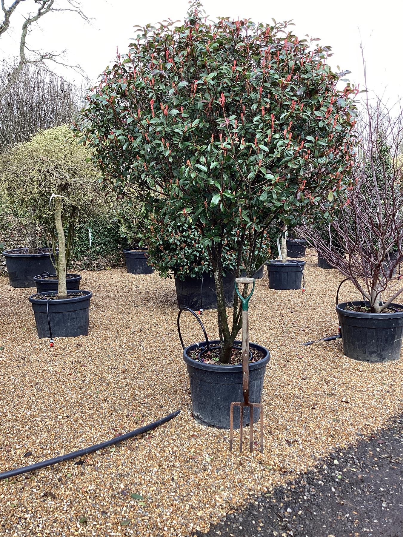 Photinia 'Carre Rouge' | Christmas berry 'Carre Rouge' - Multistem - 2   Arundel Arboretum