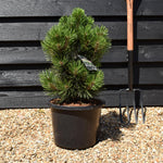 Pinus leucodermis 'Malinki' - Height - 50-60cm - 12lt