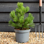 Pinus heldreichii 'Compact Gem' | Bosnian pine - Height 40-45cm - 5lt