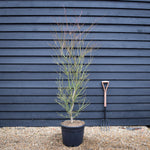 Acer palmatum 'Jerre Schwartz' | Japanese maple 'Jerre Schwartz' - Height 170-190 - 35lt