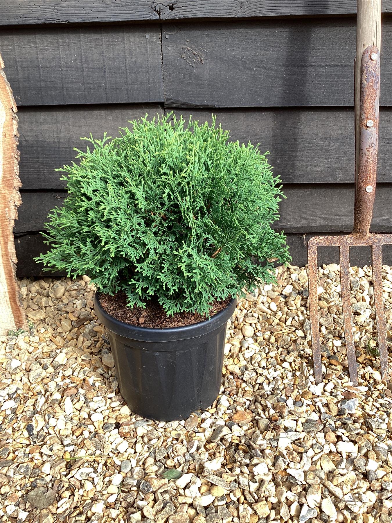Thuja occidentalis 'Tiny Tim' | White cedar 'Tiny Tim'