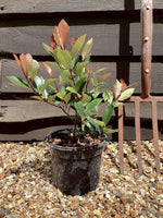 Photinia Little Red Robin -Shrub - 25-35cm - 3lt