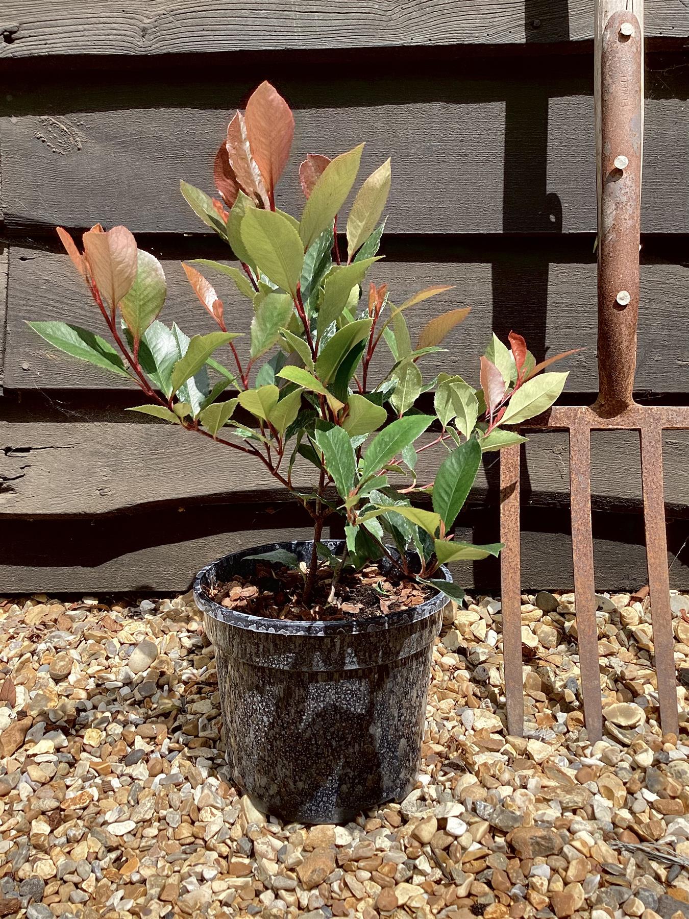 Photinia Little Red Robin -Shrub - 25-35cm - 3lt