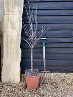 Magnolia Stellata 1/4 Standard | Star Magnolia - 120-140cm, 18lt