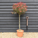 Photinia 'Atropurpurea Nana' | Japanese barberry - Half Standard - Height 140-150cm -25lt