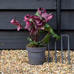 Helleborus 'Charmer' - Perennial - Height 40-50cm - 2lt