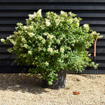 Hydrangea paniculata Vanille Fraise - Height 110-120cm - 70lt