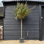Elaeagnus ebbingei Compacta | Ebbinge's silverberry - Clear Stem 180cm - Girth 10-12cm - Height 320-350cm - 55lt
