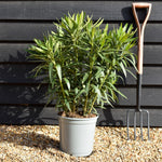 Nerium oleander - Nerium oleander - Bushy - White/Cream - Height 50-60cm - 10lt