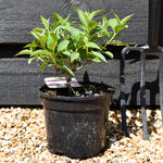 Hydrangea paniculata ' Pink & Rose' - Shrub - Height 15-20cm - 2lt