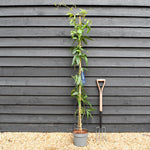 Clematis armandii 'Snowdrift' - Evergreen - Height 180-200cm - 8lt