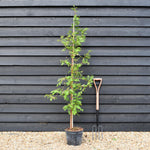 Metasequoia glyptostroboides | Dawn Redwood - Feathered - Height 175-200cm - 10lt