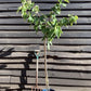Cherry 'Stella' half-standard | Prunus avium - 140-150cm - 12lt