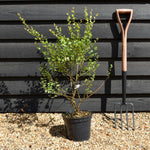 Betula nana 'Golden Treasure' - Height 20-30cm - Dwarf - 5lt