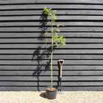 Acacia dealbata - Height 150-170cm - 20lt