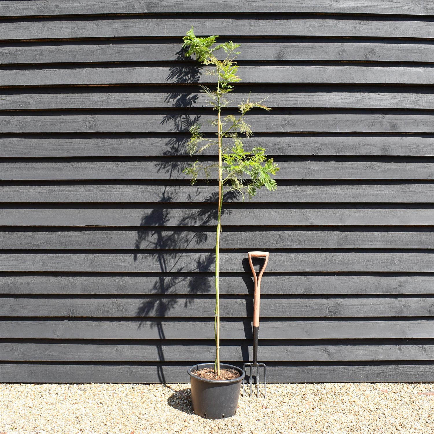 Acacia dealbata - Height 150-170cm - 20lt