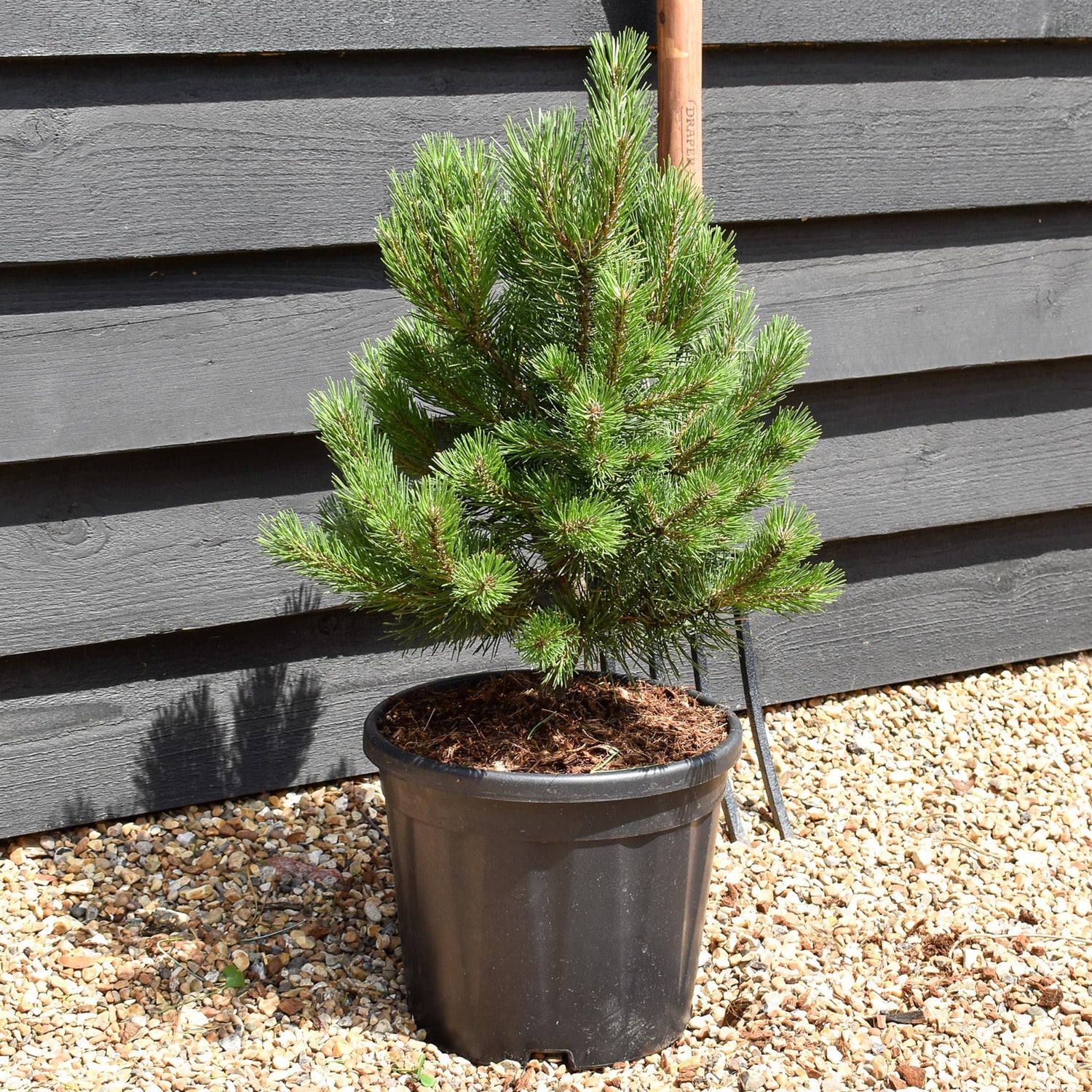 Pinus mugo 'Gnom' | Dwarf mountain pine - Height 50-65cm - Width 40-50cm - 11lt