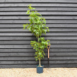 Liquidambar styraciflua 'Worplesdon' Std | Sweet Gum Worplesdon - Height 150-180cm - 10lt