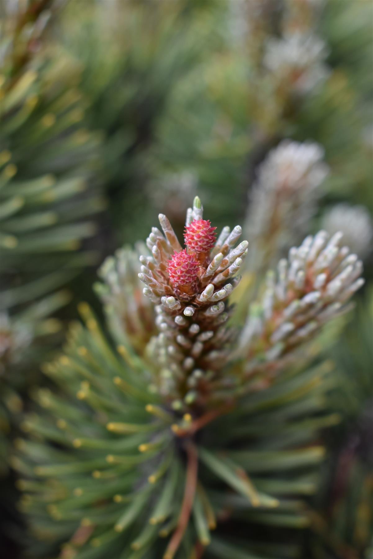 Pinus Mugo 'March' | Dwarf Mountain Pine - Height 40-50cm - Width 30cm - 11lt