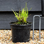 Hakonechloa macra 'Aureola' - Grass - Height 15-20cm - 2lt