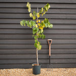 Cercis canadensis 'Pink PomPom' - Height 160-180cm - Bushy - 12lt