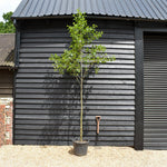 Alder tree | Alnus Glutinosa - Height 300-400cm - Girth 14-16 - 30-50lt
