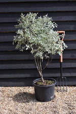 Pittosporum 'Garnettii' - Parachute - 110-130cm - 20lt